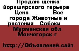 Продаю щенка йоркширского терьера  › Цена ­ 20 000 - Все города Животные и растения » Собаки   . Мурманская обл.,Мончегорск г.